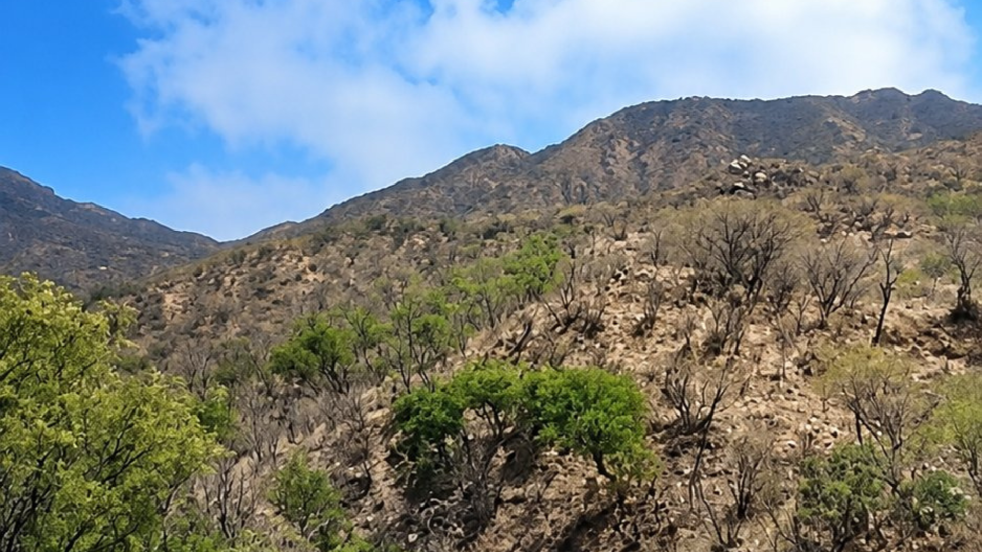 Brigadistas Combaten Incendio Forestal en Sierra Alta de Sonora; Realizan Colecta en Apoyo
